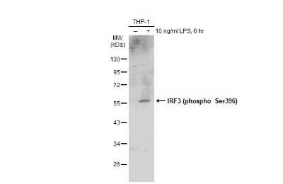 Western Blot: IRF3 [p Ser396] Antibody [NBP3-13379]